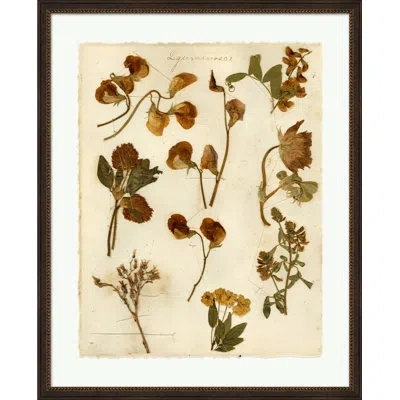 Wendover Art Group Napa Valley 1872 Herbarium Xi - Picture Frame Print On Paper In Cream;light Green;sepia