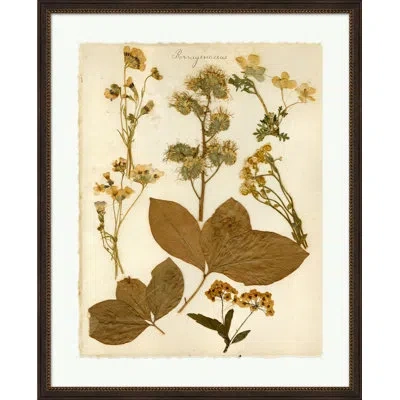 Wendover Art Group Napa Valley 1872 Herbarium Xii - Picture Frame Graphic Art On Paper In Cream;light Green;sepia