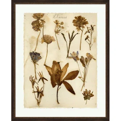 Wendover Art Group Napa Valley 1872 Herbarium Xiii - Picture Frame Print On Paper In Cream;sepia