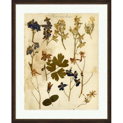 Wendover Art Group Napa Valley 1872 Herbarium Xiv - Picture Frame Print On Paper In Blue;beige;sepia