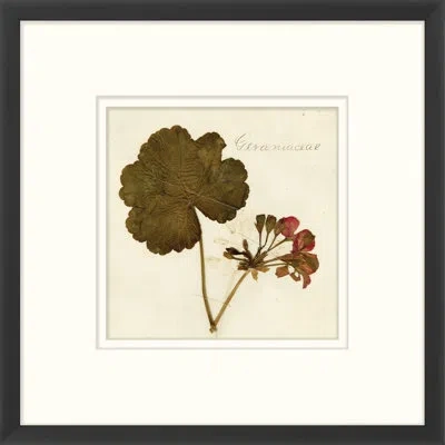 Wendover Art Group Napa Valley 1872 Herbarium Xv - Picture Frame Print On Paper In Red;cream;sepia