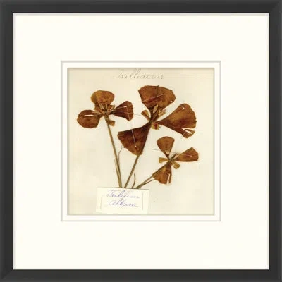 Wendover Art Group Napa Valley 1872 Herbarium Xvi - Picture Frame Print On Paper In Cream;sepia