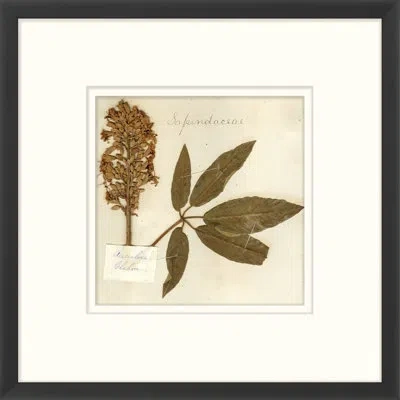 Wendover Art Group Napa Valley 1872 Herbarium Xvii - Picture Frame Print On Paper In Beige;sepia