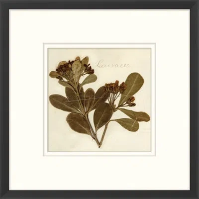 Wendover Art Group Napa Valley 1872 Herbarium Xviii - Picture Frame Print On Paper In Beige;sepia