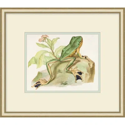 Wendover Art Group Naturalist Frog 1 - Picture Frame Painting On Paper In Brown;green