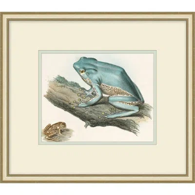Wendover Art Group Naturalist Frog 2 - Picture Frame Painting On Paper In Blue;gray