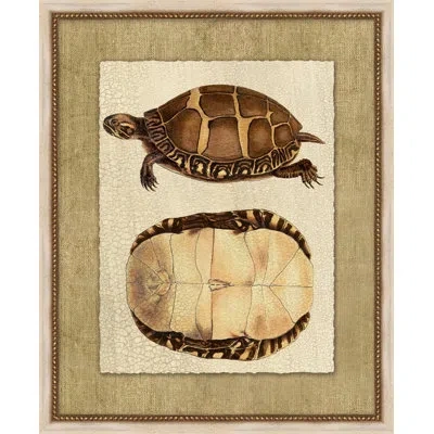 Wendover Art Group Neutral Turtle 1 - Picture Frame Painting On Paper In Brown;cream