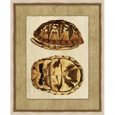 Wendover Art Group Neutral Turtle 2 - Picture Frame Painting On Paper In Brown;beige