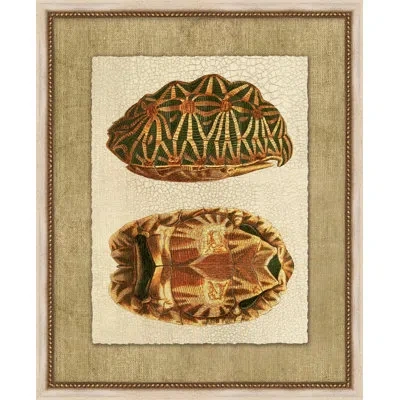Wendover Art Group Neutral Turtle 4 - Picture Frame Painting On Paper In Brown;green;cream