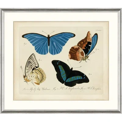 Wendover Art Group Oken's Naturalist Butterfly Ii - Picture Frame Print On Paper In Blue;black;brown;cream