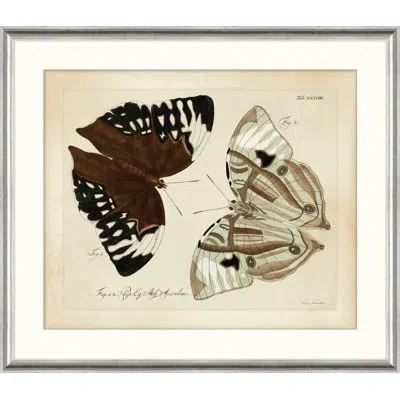 Wendover Art Group Oken's Naturalist Butterfly Iii - Picture Frame Print On Paper In Black;brown;green;cream