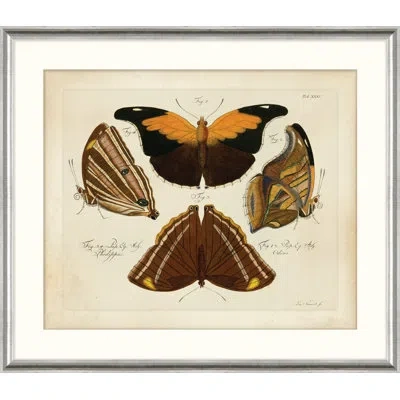 Wendover Art Group Oken's Naturalist Butterfly Iv - Picture Frame Print On Paper In Black;brown;orange;cream