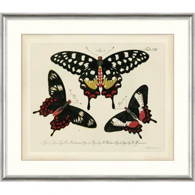 Wendover Art Group Oken's Naturalist Butterfly V - Picture Frame Print On Paper In Black;white;red;cream