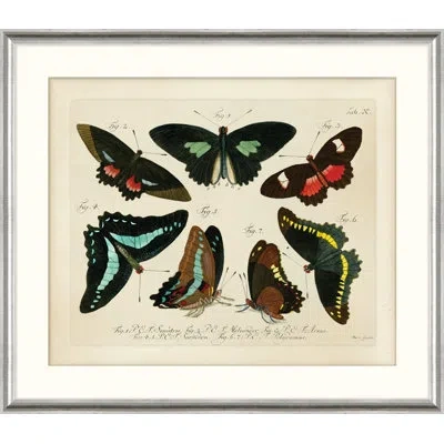 Wendover Art Group Oken's Naturalist Butterfly Vii - Picture Frame Print On Paper In Black;brown;green;cream
