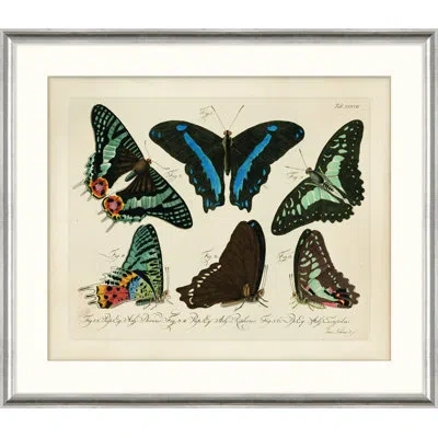 Wendover Art Group Oken's Naturalist Butterfly Viii - Picture Frame Print On Paper In Brown;green