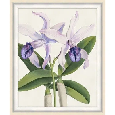 Wendover Art Group Orchid 1 - Picture Frame Print On Paper In Green;purple;ivory