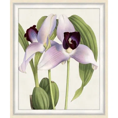 Wendover Art Group Orchid 4 - Picture Frame Graphic Art On Paper In Green;purple;ivory