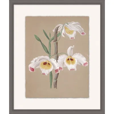 Wendover Art Group Orchid Study 1 - Picture Frame Painting On Paper In White;green;taupe