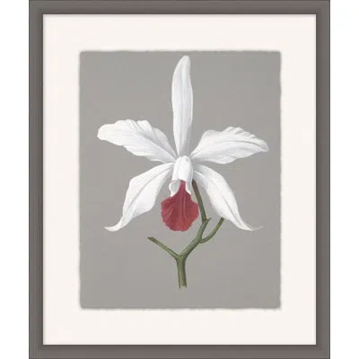 Wendover Art Group Orchid Study 4 - Picture Frame Painting On Paper In White;green;gray