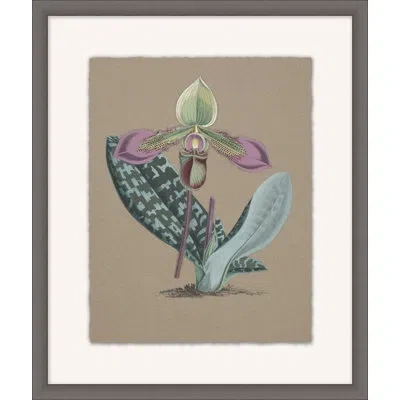 Wendover Art Group Orchid Study 5 - Picture Frame Painting On Paper In Green;purple;taupe
