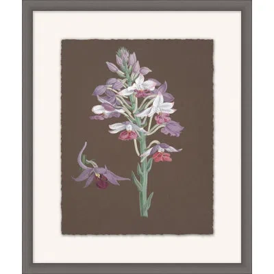 Wendover Art Group Orchid Study 6 - Picture Frame Painting On Paper In Green;purple;dark Taupe