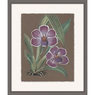 Wendover Art Group Orchid Study 7 - Picture Frame Painting On Paper In Green;purple;dark Taupe