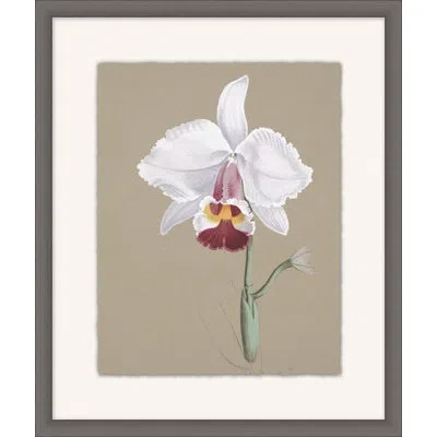 Wendover Art Group Orchid Study 8 - Picture Frame Painting On Paper In White;green;taupe