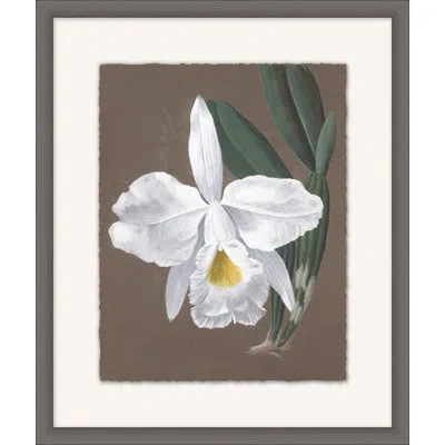 Wendover Art Group Orchid Study 9 - Picture Frame Painting On Paper In White;green;dark Taupe