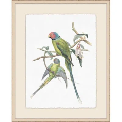 Wendover Art Group Pair Of Parakeets Illustration In Green,blue,pink,gray