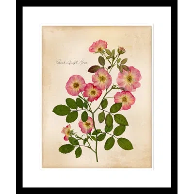 Wendover Art Group Peach Drift Rose - Picture Frame Painting On Paper In Green;pink