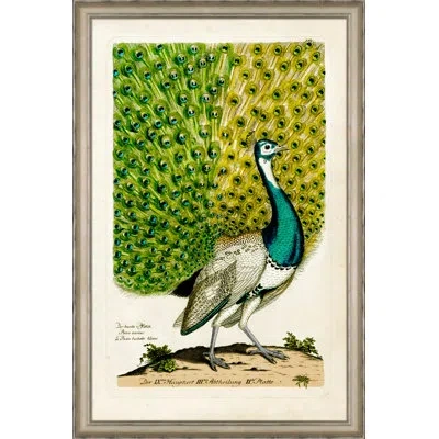 Wendover Art Group Peacock Ii - Picture Frame Graphic Art On Paper In Green