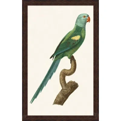 Wendover Art Group Perched Parrot 4 - Picture Frame Painting On Paper In Brown;green;beige