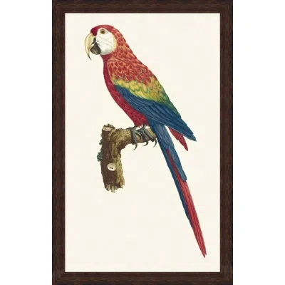 Wendover Art Group Perched Parrot 5 - Picture Frame Painting On Paper In Brown;red;beige