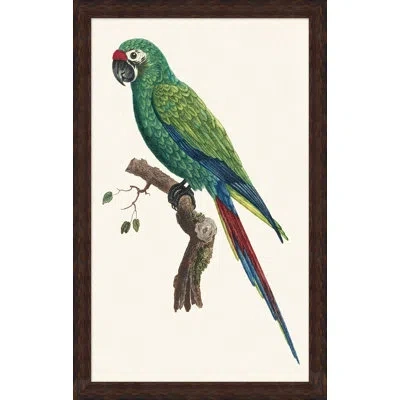 Wendover Art Group Perched Parrot 6 - Picture Frame Painting On Paper In Brown;green;beige