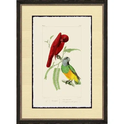 Wendover Art Group Perroquet - Picture Frame Painting On Paper In Green;red;cream