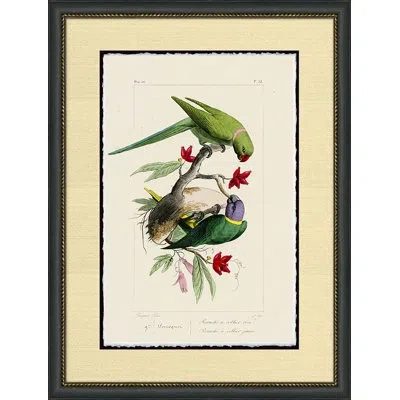Wendover Art Group Perruche - Picture Frame Painting On Paper In Green;cream;dark Brown