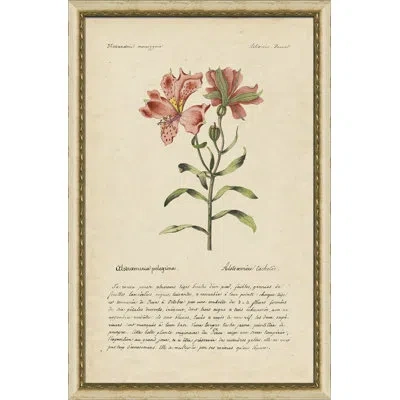 Wendover Art Group Peruvian Lilly - Picture Frame Painting On Paper In Green;beige;pink