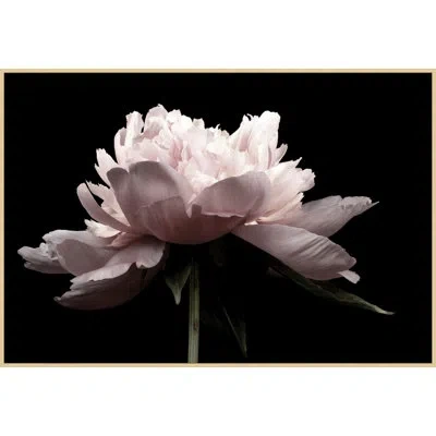 Wendover Art Group Petal Romance 2 In Light Pink,black,green