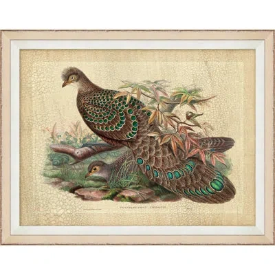 Wendover Art Group Pheasant Collection 10 - Picture Frame Graphic Art On Paper In Brown;green;turquoise