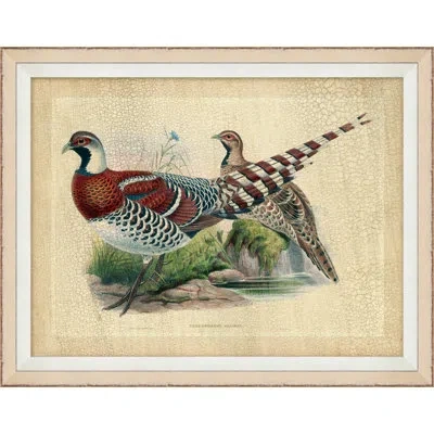 Wendover Art Group Pheasant Collection 5 - Picture Frame Graphic Art On Paper In Brown;white;green