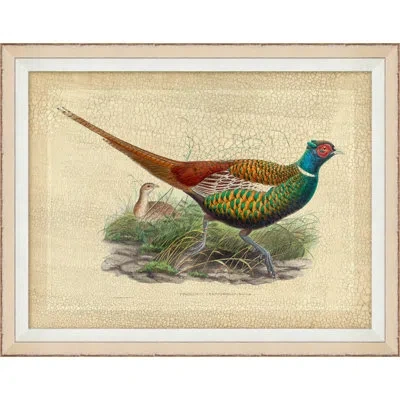Wendover Art Group Pheasant Collection 8 - Picture Frame Graphic Art On Paper In Brown;green;turquoise