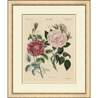 Wendover Art Group Pink Roses Ii - Picture Frame Painting On Paper In Green;pink