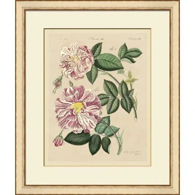 Wendover Art Group Pink Roses Iii - Picture Frame Painting On Paper In Green;pink