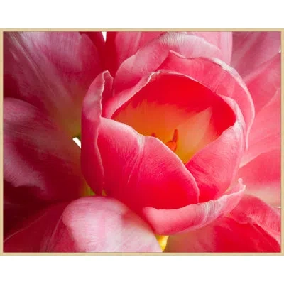 Wendover Art Group Pink Tulip In Pink,yellow