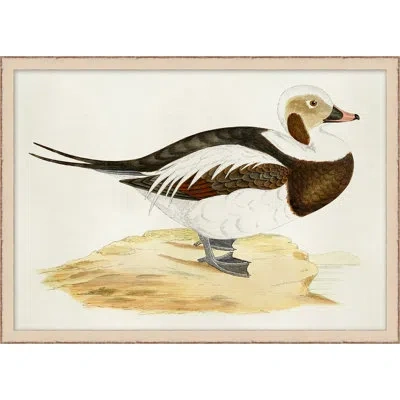 Wendover Art Group Plumage 1 - Picture Frame Painting On Paper In Brown;beige;ivory