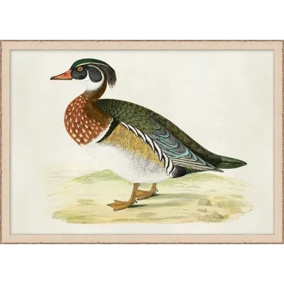 Wendover Art Group Plumage 5 - Picture Frame Painting On Paper In Brown;green;beige