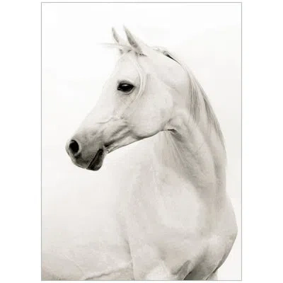 Wendover Art Group Portrait Of A Stallion - Floater Frame Print On Canvas In White,gray,black