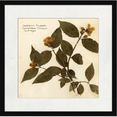 Wendover Art Group Pressed Botanical 1 - Picture Frame Painting On Paper In Brown;beige