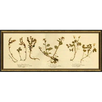 Wendover Art Group Pressed Botanical 13 - Picture Frame Painting On Paper In Brown;green