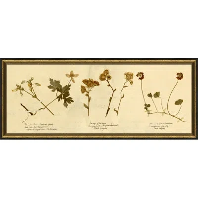Wendover Art Group Pressed Botanical 14 - Picture Frame Print On Paper In Brown;beige